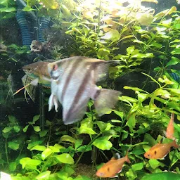 Varanasi Fish Aquarium
