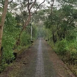 Vashi Mangroves