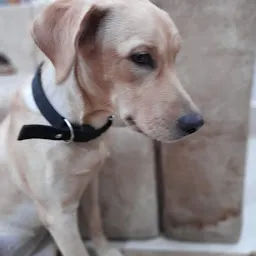 Vashu Pet Shop and dog kennel