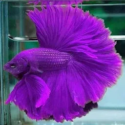 Vellore pets and aquarium and birds wholesale