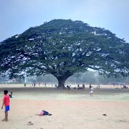 Victorian Grand Old Tree Palakkad