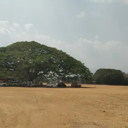 Victorian Grand Old Tree Palakkad