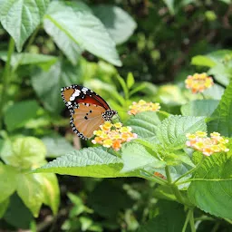 વિરાંજલી ગાર્ડન