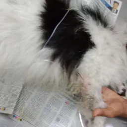 Vishaka Pet Clinic