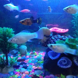 Vishal Fish Aquarium