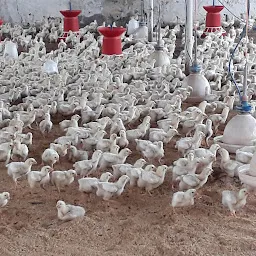 VR chicken center