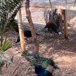 Walk through Aviary