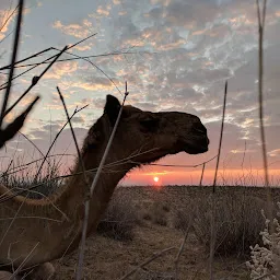 Wanderlust Camel Safari Jaisalmer