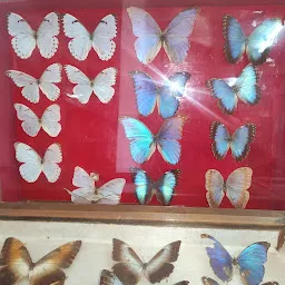 Wankhar Entomology Museum