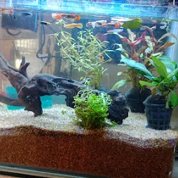 Warsi fish Aquarium shop