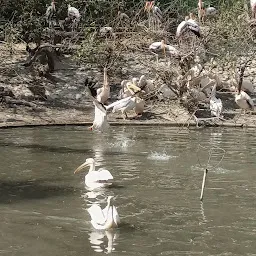 Water Birds