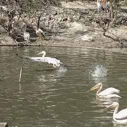 Water Birds