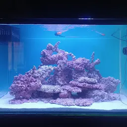 wave aquarium services (Marine Aquarium Fish Shop)