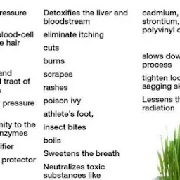 Wheat Grass Healthy (home delivery)