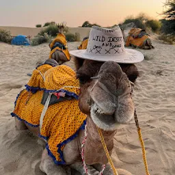 Wild desert and camel safari