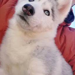 Wolfdoorhimalayas Kennel Kotdwara Uttarakhand