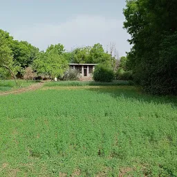 Yadav Farm