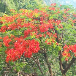 Yercaud Route Hairpin Bend-1