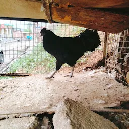 Zahid Bhai Poultry Farm