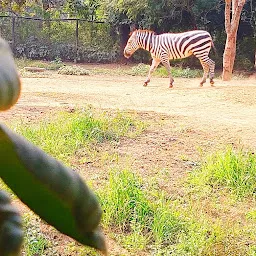 Zebra Cage