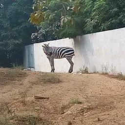 Zebra Cage