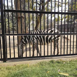 Zebra Zone