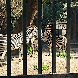 Zebra Zone
