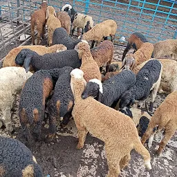 Ziaguda Mutton Market