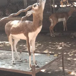 Zoo Parking